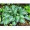 Хоста  'Киви Фулл Манти'  / Hosta hybride 'Kiwi Full Monty'